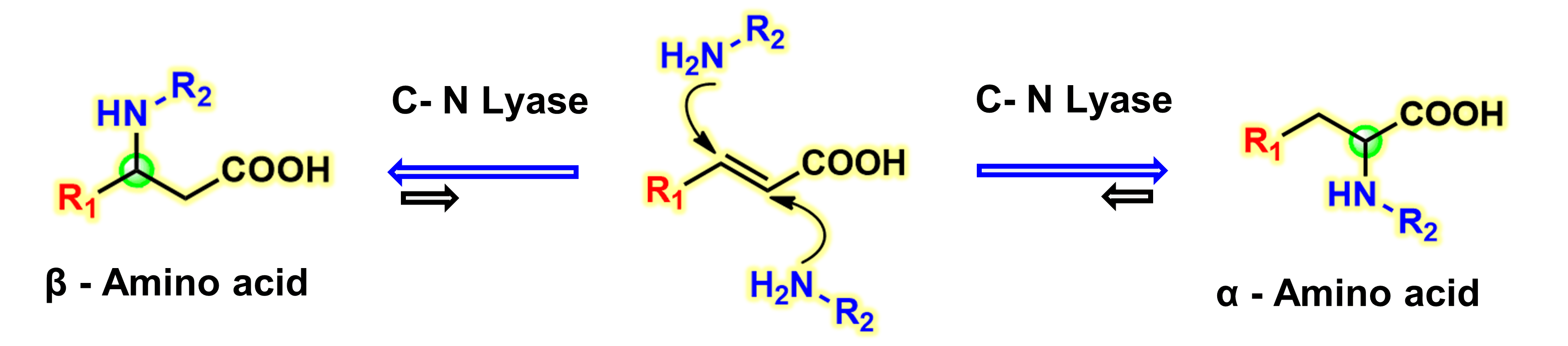 Recent Applications of Carbon‐Nitrogen Lyases in Asymmetric Synthesis of Noncanonical Amino Acids and Heterocyclic Compounds