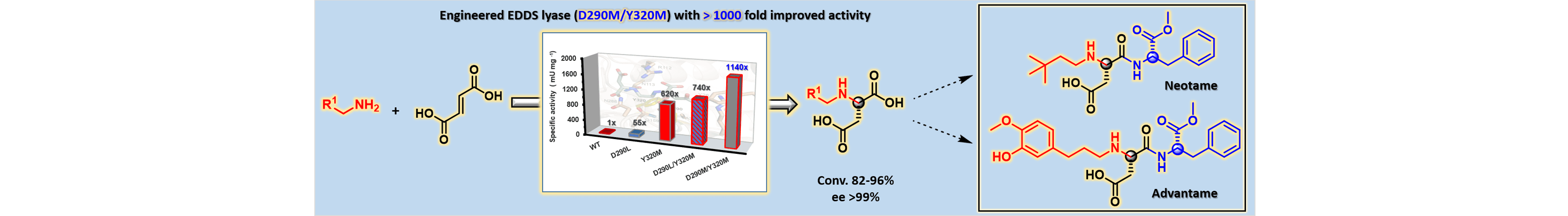 Engineered C–N Lyase: Enantioselective Synthesis of Chiral Synthons for Artificial Dipeptide Sweeteners
