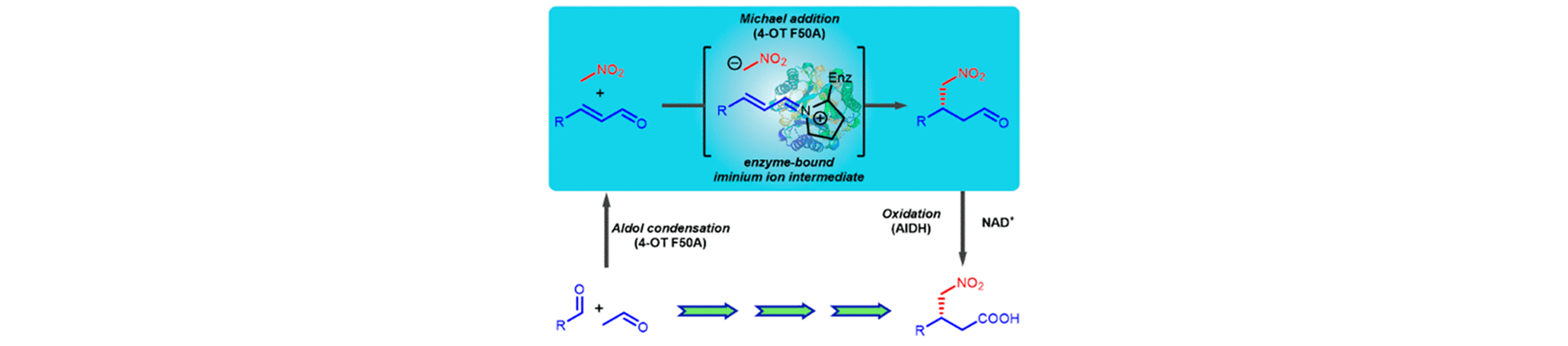 Biocatalytic Asymmetric Michael Additions of Nitromethane to α,β-Unsaturated Aldehydes via Enzyme-bound Iminium Ion Intermediates