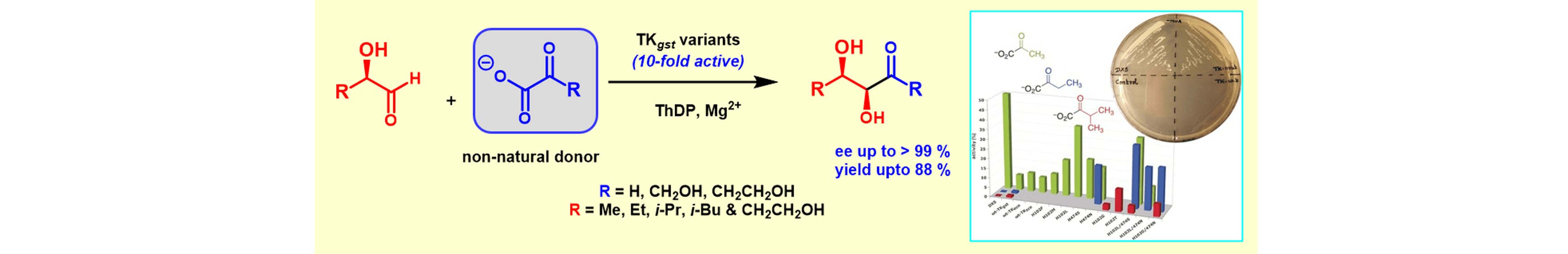 Donor Promiscuity of a Thermostable Transketolase by Directed Evolution: Efficient Complementation of 1-Deoxy-D-xylulose-5-phosphate Synthase Activity