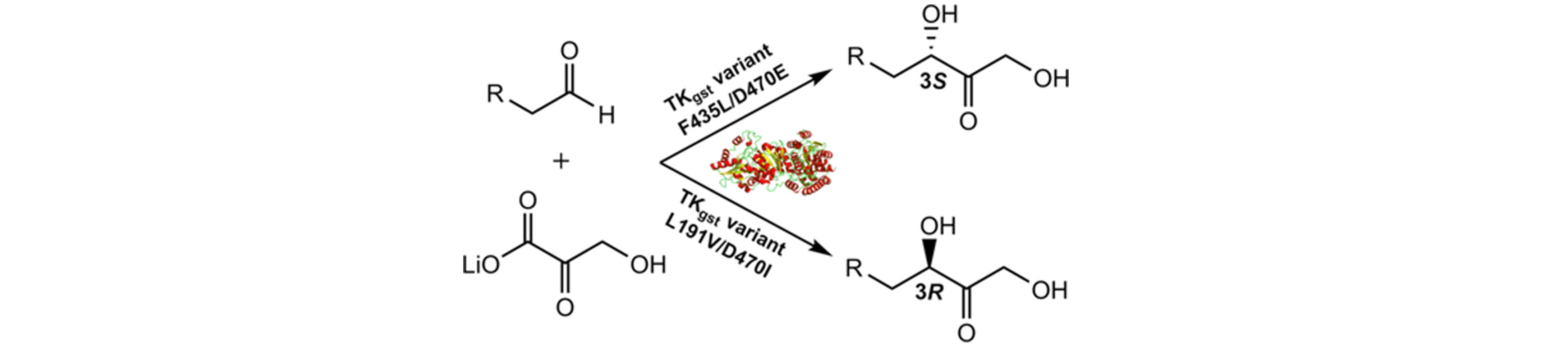 Second-Generation Engineering of a Thermostable Transketolase (TKGst) for Aliphatic Aldehyde Acceptors with either Improved or Reversed Stereoselectivity