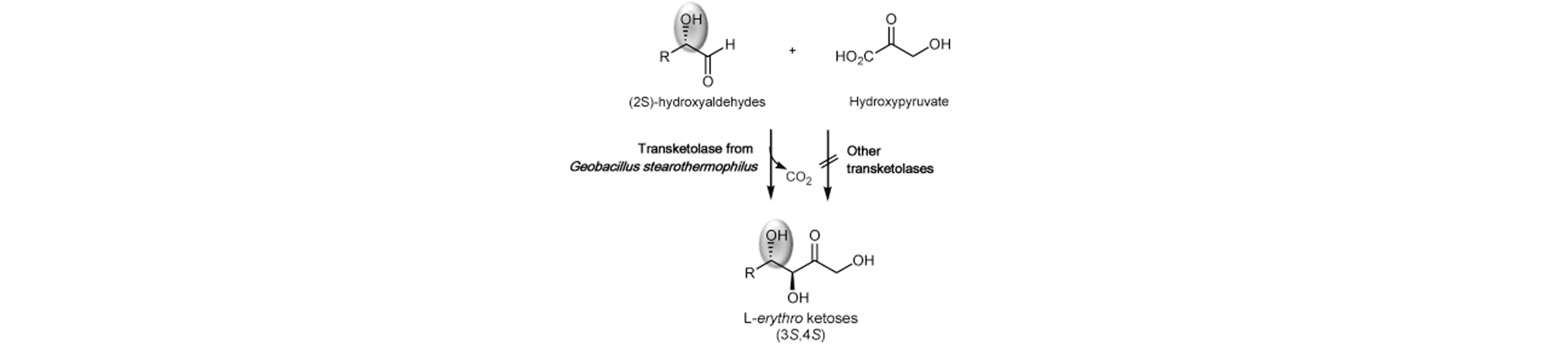 Engineering a Thermostable Transketolase for Unnatural Conversion of (2S)-Hydroxyaldehydes