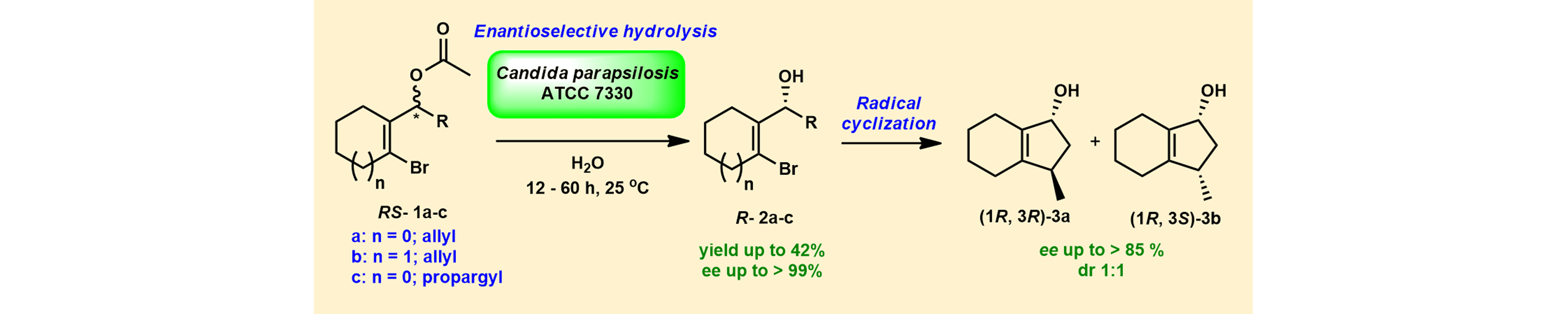 Chemoenzymatic Synthesis of an Enantiomerically Enriched Bicyclic Carbocycle Using Candida parapsilosis ATCC 7330 Mediated Enantioselective Hydrolysis