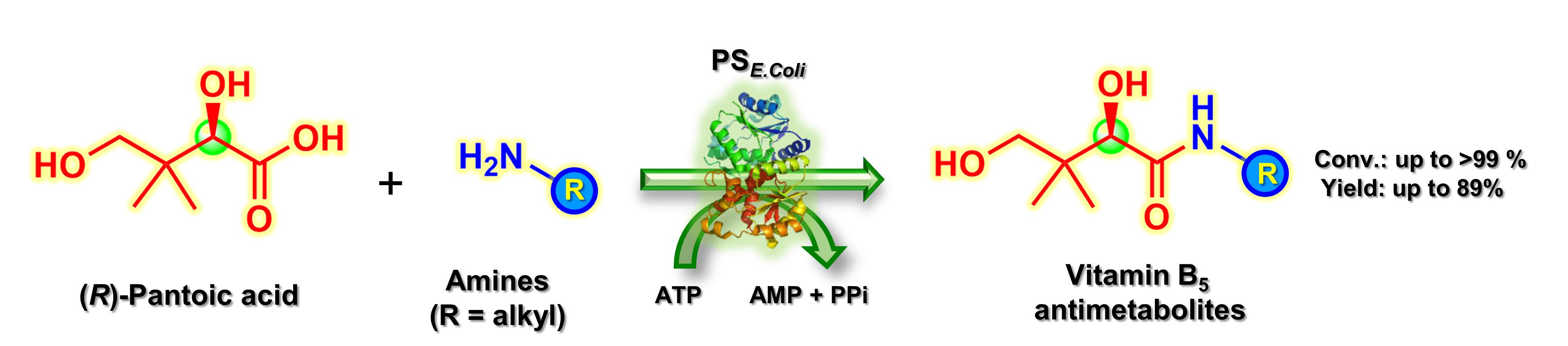The broad amine scope of pantothenate synthetase enables the synthesis of pharmaceutically relevant amides