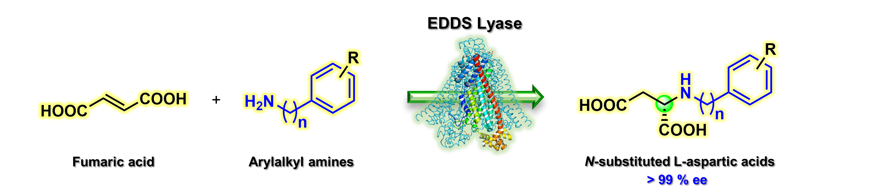 Biocatalytic enantioselective hydroaminations enabling synthesis of N-arylalkyl-substituted L-aspartic acids
