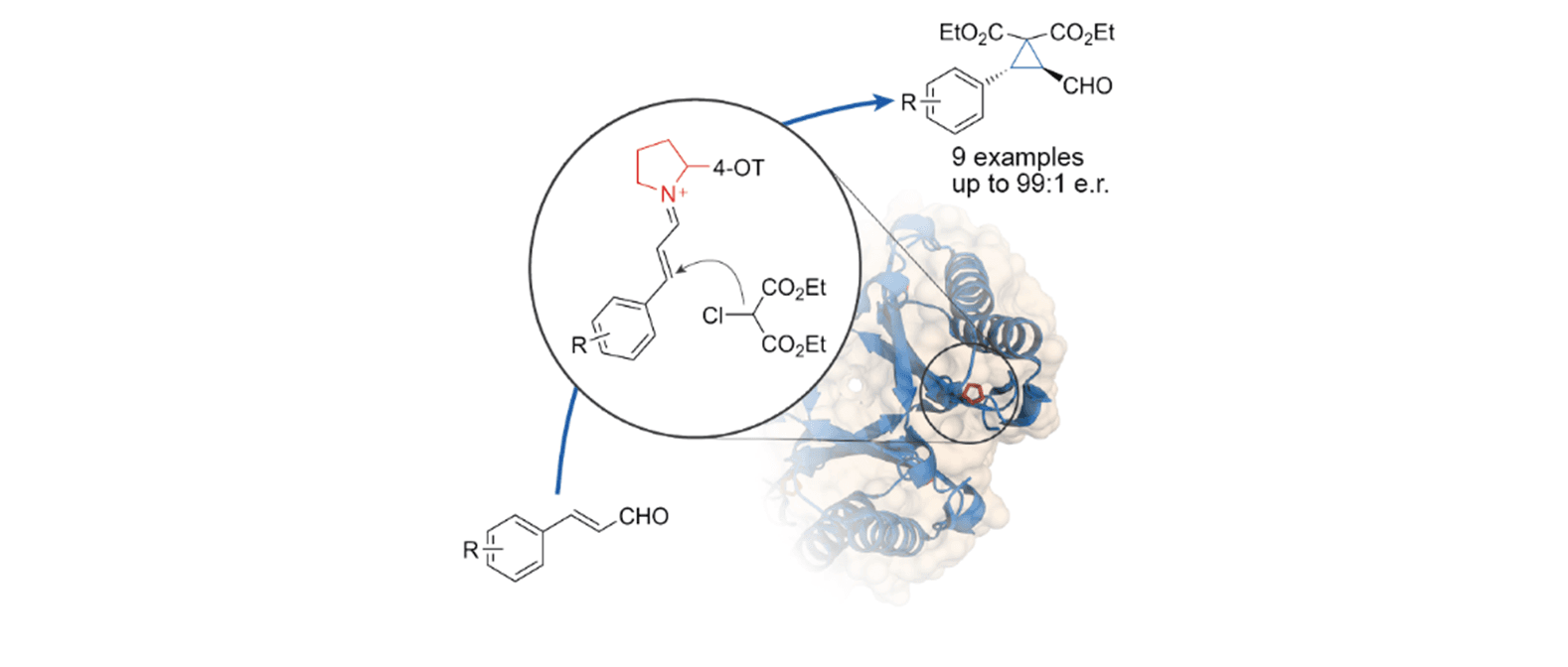 Biocatalytic Asymmetric Cyclopropanations via Enzyme-Bound Iminium Ion Intermediates