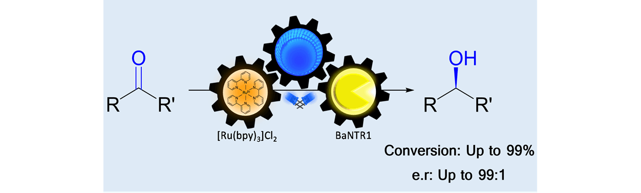 Chemo- and Enantioselective Photoenzymatic Ketone Reductions Using a Promiscuous Flavin-dependent Nitroreductase