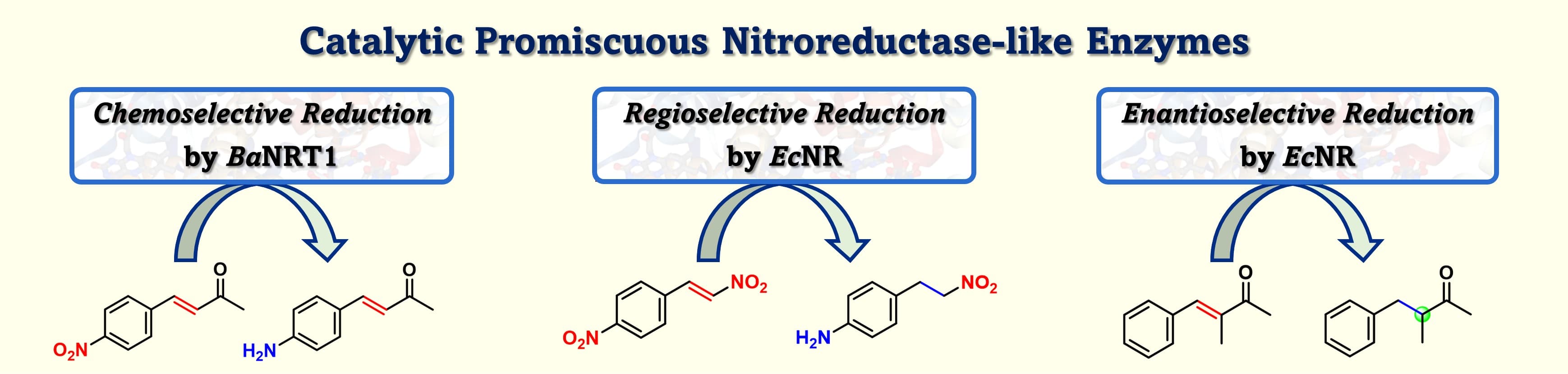 Exploring the Substrate Scope and Catalytic Promiscuity of Nitroreductase-Like Enzymes