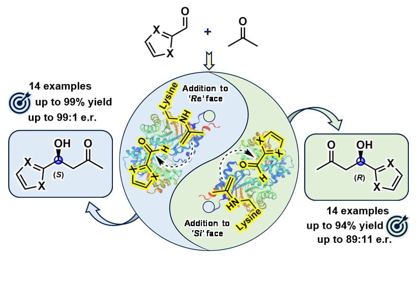 Enantiodivergent Synthesis of Both (R)- and (S)-Heteroaryl Aldols by Rationally Engineered Aldolases